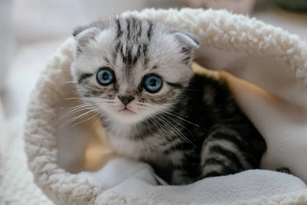 漂亮的苏格兰小猫咪 蓝眼睛 坐在毛皮帽子里 — 图库照片