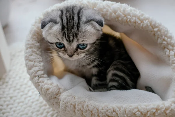 Pěkné Skotské Koťátko Modrýma Očima Sedící Kožešinovém Klobouku — Stock fotografie