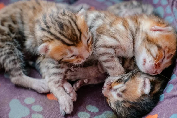 Velmi Malé Krásné Bengálské Koťátka Spí Spolu — Stock fotografie