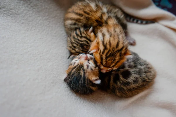 Bardzo Małe Piękne Bengalskie Kociaki Śpi Razem — Zdjęcie stockowe