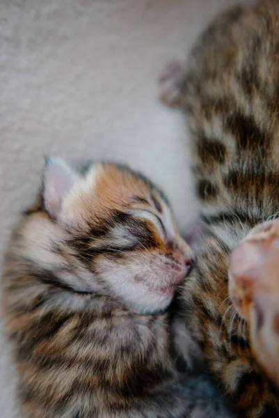 Bardzo Małe Piękne Bengalskie Kociaki Śpi Razem — Zdjęcie stockowe