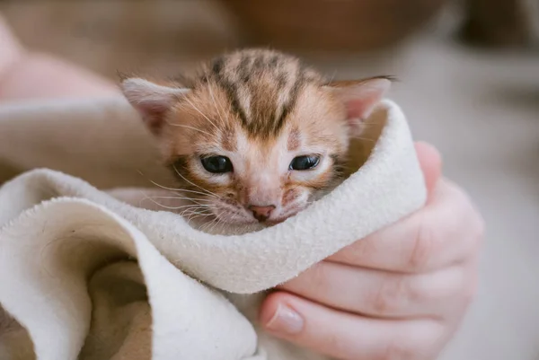 Bengaalse Kitten Bad Verpakt Witte Handdoek — Stockfoto