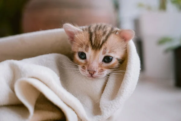 Bengaalse Kitten Bad Verpakt Witte Handdoek — Stockfoto