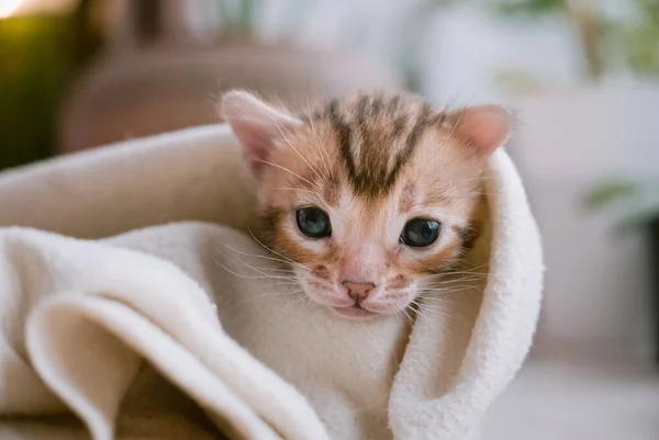 Bengal Kitten Bath Wrapped White Towel — Stock Photo, Image