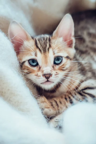 Portret Van Mooie Bengaalse Kitten Witte — Stockfoto