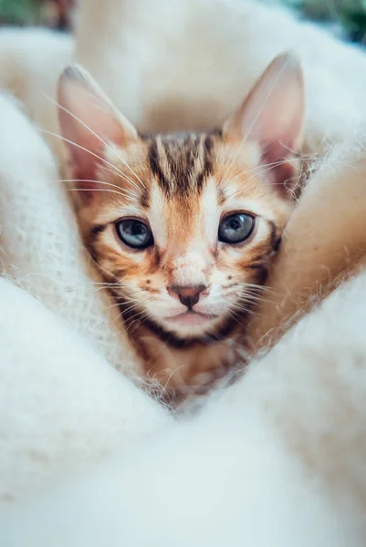 ปภาพของล กแมวเบงกอลท สวยงามบนส ขาว — ภาพถ่ายสต็อก
