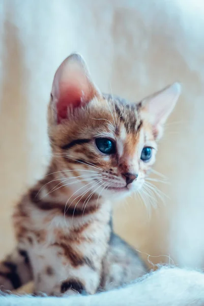 Portrait Beautiful Bengal Kitten White — Stock Photo, Image
