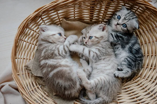 漂亮的苏格兰折叠猫在篮子里玩耍 — 图库照片#