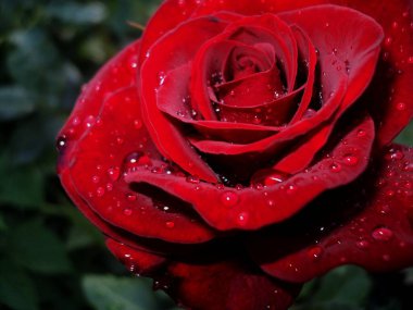 Çiy damlalarıyla kaplı kırmızı bir gülü yakından çek. Zengin renk ve su dokusuna sahip zarif bir çiçek makrosu. Romantik, doğal veya botanik temalar için mükemmel..