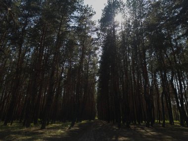 Uzun, yeşil ağaçlardan oluşan bir ormanda dolambaçlı bir yol huzurlu ve doğal bir kaçış sunuyor. Açık hava, doğa ve macera fotoğrafçılığı için ideal..