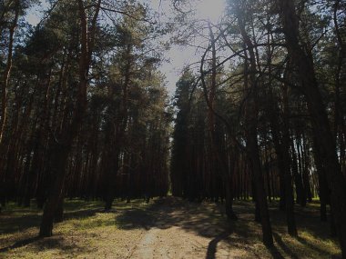 Kalın ağaç gövdeleri ve canlı yeşil bir gölgeliği olan bir orman. Manzara ve doğa temalı stok fotoğrafları için mükemmel ferahlatıcı, doğal bir sahne..
