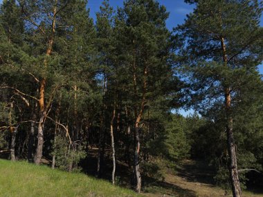 Yaprakların arasından süzülen ışığın yere lekeli gölgeler bıraktığı sakin bir orman sahnesi. Doğa, orman ve sakinleştirici temalı hisse senedi tasvirleri için mükemmel..
