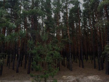 Yaprakların arasından süzülen yeşil bir orman sıcak ve davetkar bir atmosfer yaratıyor. Barışçıl doğa ve orman temalı hisse senedi tasvirleri için mükemmel..