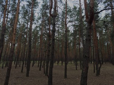 Büyük ağaçlarla kaplı sisli bir orman ve sahneyi kaplayan yumuşak bir sis. Karamsar, atmosferik doğa ve orman fotoğrafçılığı için ideal..