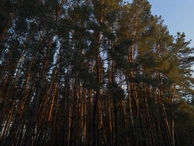 Batan güneşin sıcacık parıltısıyla yıkanan bir orman, ağaçların arasından süzülen ışınlar. Günbatımı ve orman fotoğrafçılığı için mükemmel sakin ve büyülü bir an..