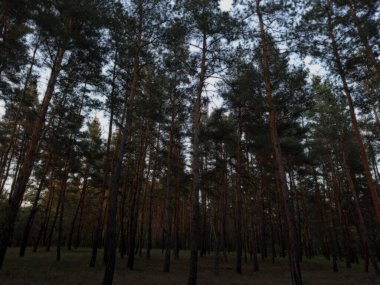 Zengin yeşil yaprakları ve gökyüzüne uzanan uzun ağaçları olan canlı bir orman. Manzara ve doğa fotoğrafçılığı için mükemmel ferahlatıcı, doğal bir sahne..