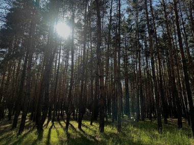 Orman ağaçlarından akan altın günbatımı ışınları, sıcak ışık ve uzun gölgeler bırakıyor. Doğa ve manzara fotoğrafçılığı için mükemmel barışçıl, atmosferik bir manzara..