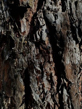 Ormandaki çam ağacının kabuğuna yakın çekim, pürüzlü doku ve doğal desenleri gösteriyor. Doğa, orman ve doku temalı stok fotoğrafçılığı için ideal detaylı ve dünyevi bir görüntü..