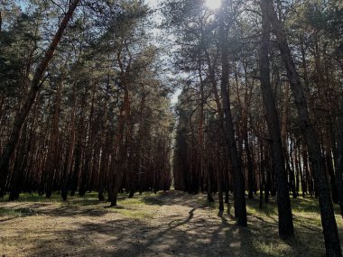 Ağaçların yükseldiği sık bir orman, orman zeminine gölge düşürüyor. Doğa ve orman temalı stok fotoğrafçılığı için mükemmel sakin, huzurlu bir sahne..