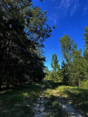 Yoğun ağaçların arasından geçen bir orman yolu, ormana giden toprak bir yol. Barışçıl, doğal bir manzara. Açık hava, seyahat ve doğa temalı hisse senedi tasvirleri için mükemmel..