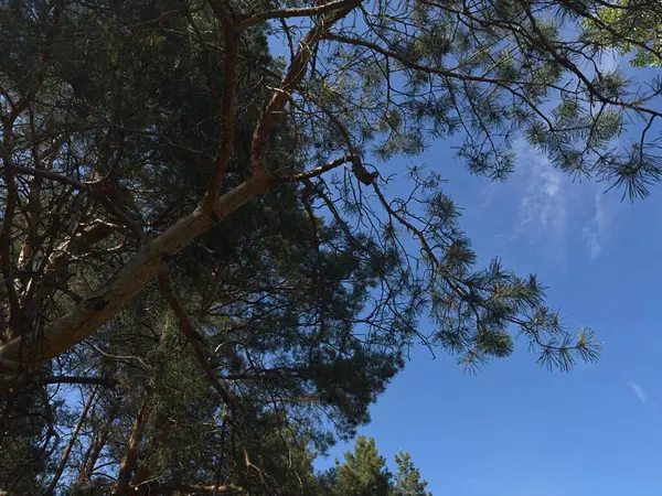 Parlak mavi gökyüzünü çevreleyen ağaç dalları olan orman manzarası. Açık gökyüzü ve yeşil yapraklar, doğa ve doğa temalı fotoğrafçılık için mükemmel ferahlatıcı, doğal bir atmosfer yaratır..