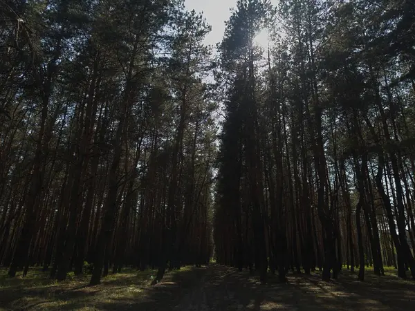 Uzun, yeşil ağaçlardan oluşan bir ormanda dolambaçlı bir yol huzurlu ve doğal bir kaçış sunuyor. Açık hava, doğa ve macera fotoğrafçılığı için ideal..