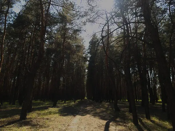 Kalın ağaç gövdeleri ve canlı yeşil bir gölgeliği olan bir orman. Manzara ve doğa temalı stok fotoğrafları için mükemmel ferahlatıcı, doğal bir sahne..