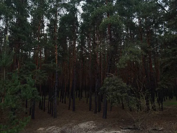 Doğanın güzelliğini ve sükunetini gösteren çeşitli ağaçlarla dolu sık bir orman. Açık hava, orman ve manzara temalı stok fotoğrafçılığı için mükemmel..