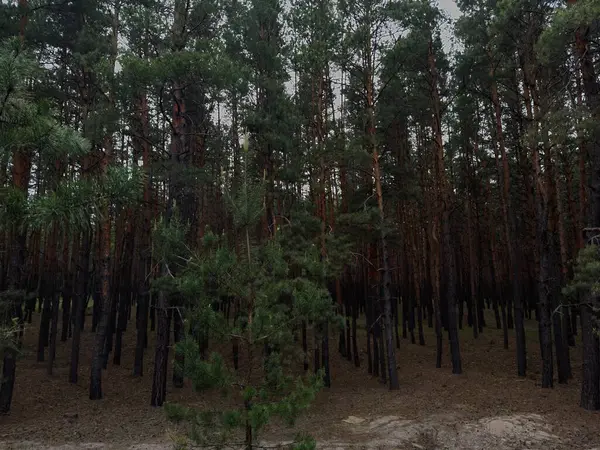 Yaprakların arasından süzülen yeşil bir orman sıcak ve davetkar bir atmosfer yaratıyor. Barışçıl doğa ve orman temalı hisse senedi tasvirleri için mükemmel..