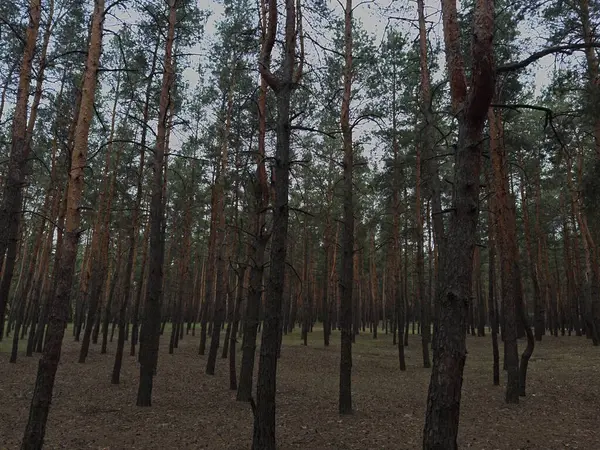 Büyük ağaçlarla kaplı sisli bir orman ve sahneyi kaplayan yumuşak bir sis. Karamsar, atmosferik doğa ve orman fotoğrafçılığı için ideal..