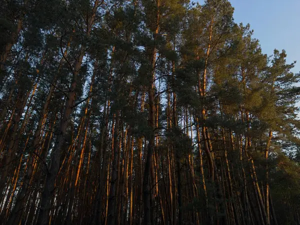 Batan güneşin sıcacık parıltısıyla yıkanan bir orman, ağaçların arasından süzülen ışınlar. Günbatımı ve orman fotoğrafçılığı için mükemmel sakin ve büyülü bir an..