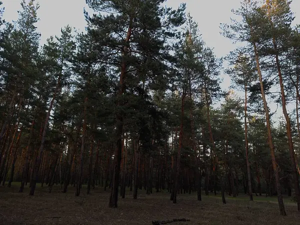 Uzun, düz ağaçları olan bir orman. Yaprakları rüzgarda hafifçe sallanıyor. Açık hava ve doğa temalı stok fotoğrafçılığı için mükemmel sakin, doğal bir manzara..