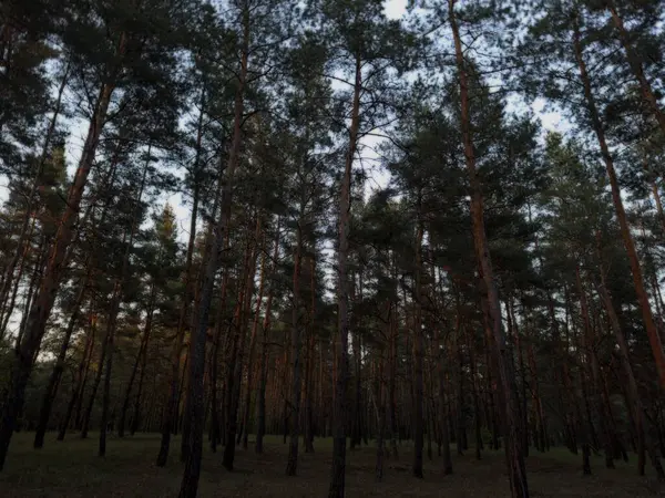 Zengin yeşil yaprakları ve gökyüzüne uzanan uzun ağaçları olan canlı bir orman. Manzara ve doğa fotoğrafçılığı için mükemmel ferahlatıcı, doğal bir sahne..