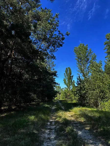 Yoğun ağaçların arasından geçen bir orman yolu, ormana giden toprak bir yol. Barışçıl, doğal bir manzara. Açık hava, seyahat ve doğa temalı hisse senedi tasvirleri için mükemmel..