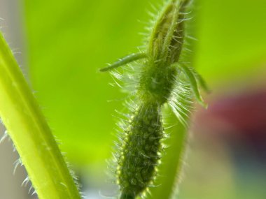 Sarmaşıkta yetişen küçük bir salatalığın yakın çekimi, ince detaylar ve doğal ışıklandırma ile. Taze yeşil renkler sebze gelişiminin dokusunu ve erken safhasını vurgular.