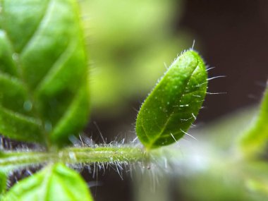 Yeşil saplı ve yapraklı ince tüylü genç domates filizlerinin makro çekimi. Yumuşak ışıkla vurgulanmış taze büyüme ve doğal doku, bahçıvanlık, tarım ve organik temalar için mükemmel..