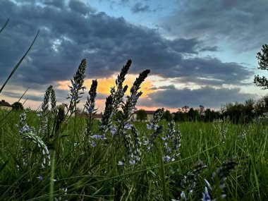 Altın saatinde narin mavi kır çiçekleri tarlası. Akşam gökyüzü ve çiçek açan bitkiler üzerindeki yumuşak ışıkla kırsal alan.