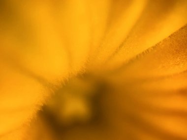 Sarı salatalık çiçeğinin makro görüntüsü. Taç yaprakları ve bitki dokusunun detaylı görünümü botanik, tarım veya doğal temalar için mükemmeldir..