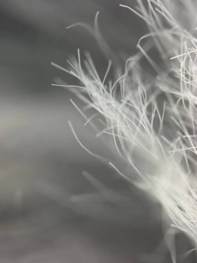 Gri yüzeydeki beyaz yünün detaylı görüntüsü liflerin yumuşaklığını ve ince dokusunu vurguluyor. Doğal bir dokunuşla, soyut ve doku temelli stok fotoğrafçılığı için mükemmel..