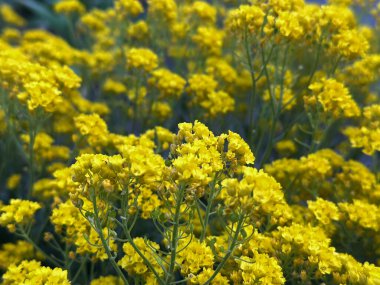 Yeşil bir çalılıkta yoğun bir şekilde büyüyen canlı sarı çiçeklerin yakın çekimi. Çiçek arkaplan, peyzaj, doğa sahneleri ve botanik çizimler için mükemmel..