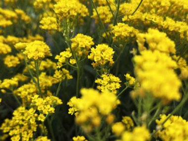 Yoğun bir çalılıkta büyüyen parlak sarı kır çiçekleri, yumuşak gün ışığında yıkanan. Çiçek açan doğa, kırsal bitki örtüsü ve mevsimlik bahçe manzaraları için harika..