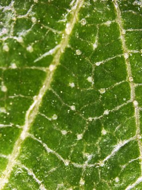 Yeşil yaprağın makro yakın çekimi ayrıntılı doku ve damar deseni gösteriyor. Doğa geçmişi, botanik, eko temaları ve organik tasarım kavramları için ideal..