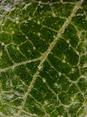 Görünür damarları ve doğal dokusu olan bir yaprak yüzeyinin yüksek detaylı makro fotoğrafı. Bitki yapısı, biyoloji ve çevre dostu kavramlar için mükemmel..