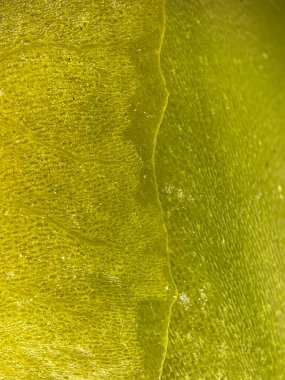 Parlak sarı bir yaprağın yakın plan görüntüsü, belirgin damarları ve ince yüzey dokusu var. Arka planlar, doğal kalıplar ve biyolojik ya da botanik temalar için harika.