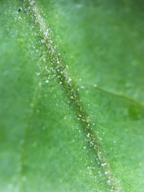 Yaprak yapısının makro görüntüsü karmaşık ven ağını ve organik dokuyu ortaya çıkarıyor. Bilimsel görseller, doğal tasarım ve çevre dostu sunumlar için ideal..