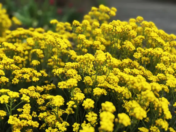 Çalı bitkisinin üzerinde açan küçük sarı çiçek kümesi, güneş ışığıyla yakalanır. Bahar temaları, bahçıvanlık, kır çiçekleri ve doğal güzellik için ideal..