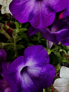 Mor ve beyaz petunya çiçeklerinin makro görüntüsü. Yumuşak dokular ve canlı kontrastlar taze ve zarif bir botanik bileşimi oluşturur.