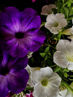 Narin taç yaprakları ve canlı renkleriyle çiçek açan mor ve beyaz petunyalara yakın çekim. Parlak ve neşeli bir çiçek resmi Bahçe ve bahar temaları için mükemmel.