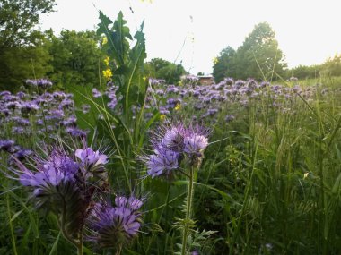 Sonsuz safhalar ufka kadar uzanıyor, yumuşak altın gün batımında güneşleniyor ve güneş yumuşak bulutların ardında kayboluyor..