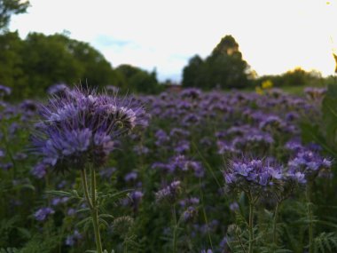 Mor faselya çiçeklerinden oluşan sakin çayır, gün batımının sıcaklığıyla parlıyor. Güneş akşam bulutlarının ardında kayboluyor..